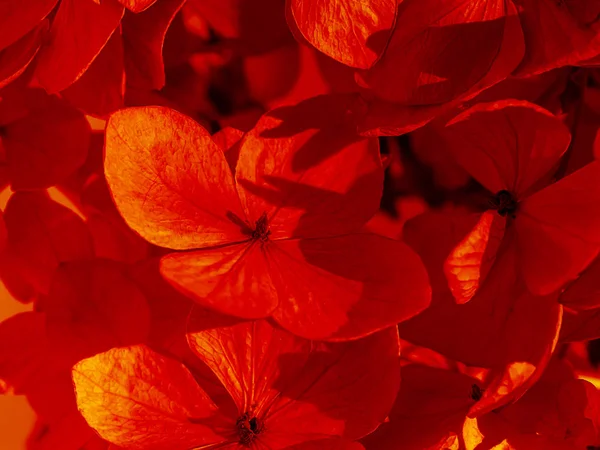 Close up dry Hydrangea flower background. — Stock Photo, Image