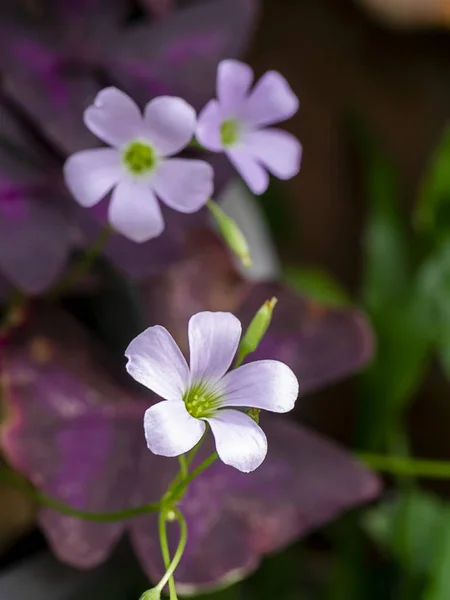 ピンクのカタバミの花。(蝶の夜の花) — ストック写真