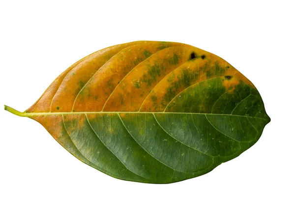 Las hojas de jaca cambian de color sobre fondo blanco —  Fotos de Stock