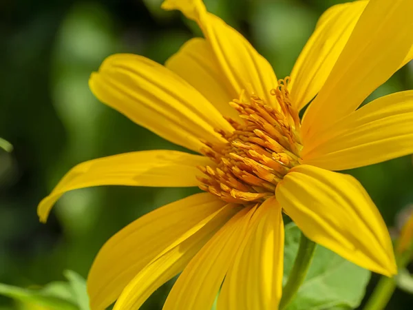 Girassol mexicano amarelo ou flor Tithonia diversifolia . — Fotografia de Stock