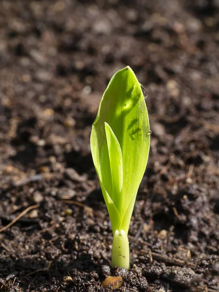 Close Młode rośliny kukurydzy rosną na ziemi. — Zdjęcie stockowe
