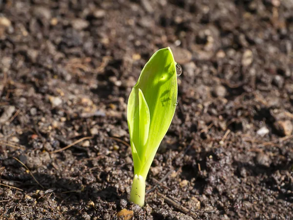 Gros plan De jeunes plants de maïs poussent sur le sol . — Photo