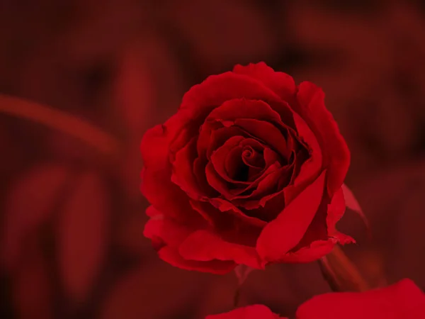 Nahaufnahme rote Rose Blume mit unscharfem Hintergrund. — Stockfoto