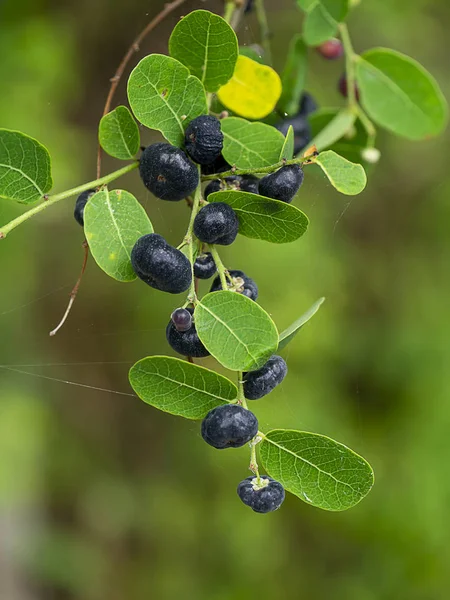 Close up the black fruit — Stock Photo, Image