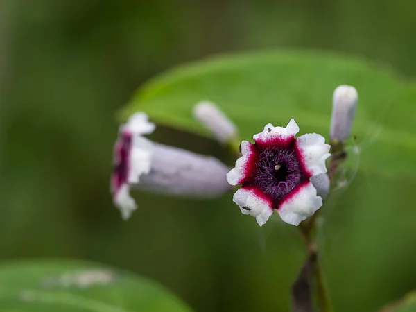 Närbild av Paederia pilifera Krok blomma är Läkemedel egendom — Stockfoto