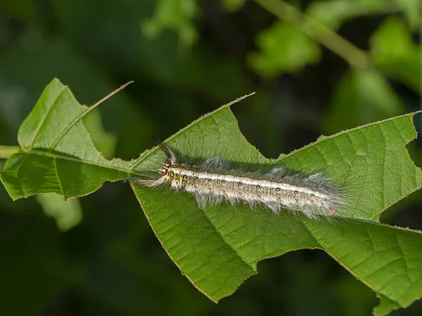 De worm eet de bladeren op.. — Stockfoto