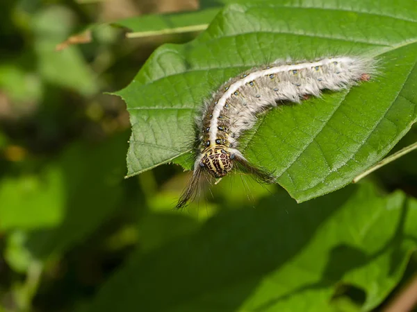 De worm eet de bladeren op.. — Stockfoto