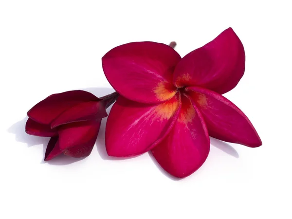 Close up red flowers of frangipani on white background. — Stock Photo, Image