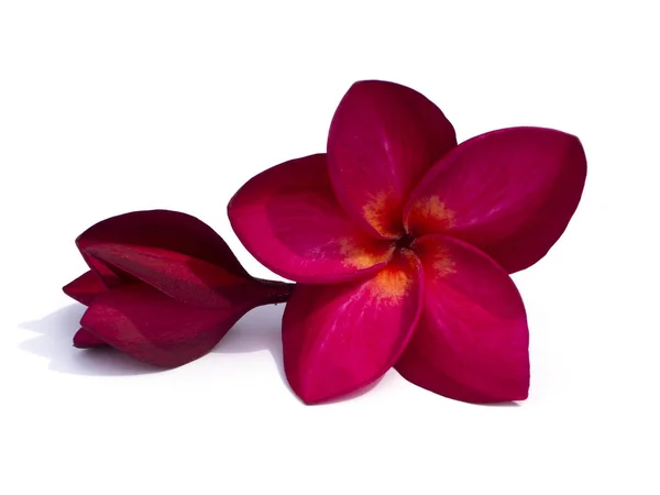 Close up red flowers of frangipani on white background. — Stock Photo, Image