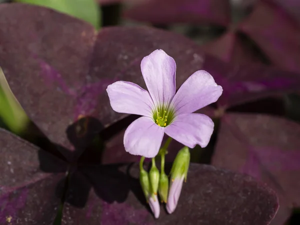 紫叶酢浆草粉红色的花朵。（蝴蝶夜花) — 图库照片