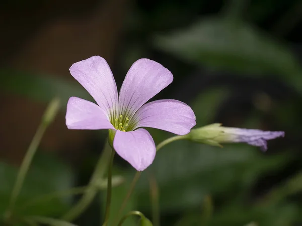 Rózsaszín oxalis virág. (pillangó pályázata) — Stock Fotó