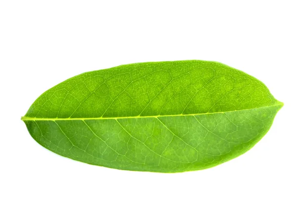 Soursop liście na białym tle — Zdjęcie stockowe