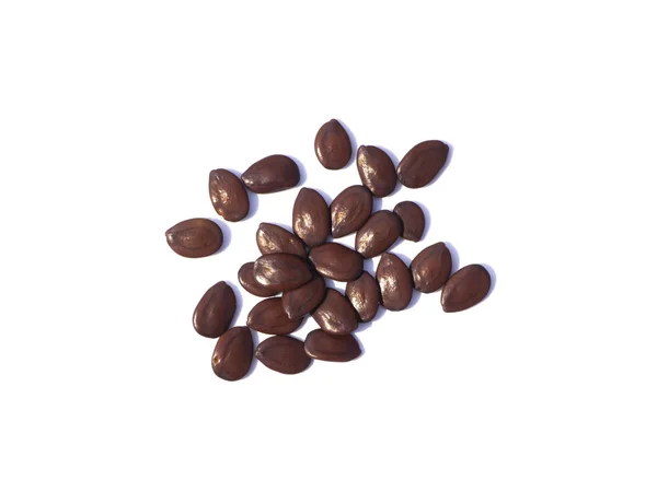 Close up seeds of White Popinac tree — Stock Photo, Image