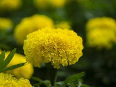 Marigolds çiçek bahçesinde kapatın