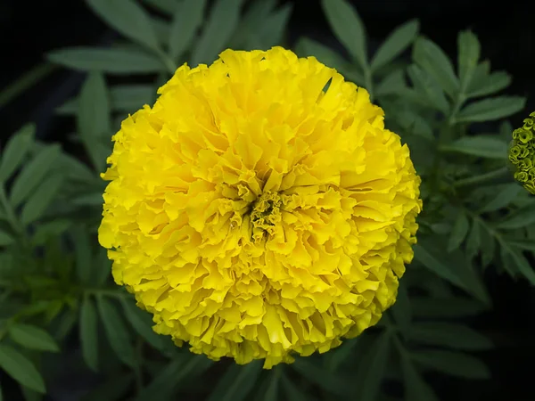 Nagietki kwiat ogród z bliska — Zdjęcie stockowe