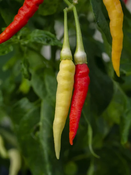 Yellow and red of chilli peppers on tree. — Stock Photo, Image