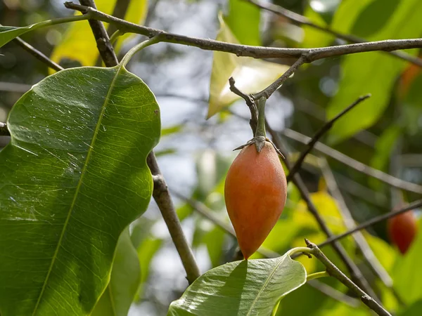Spanische Kirschfrüchte, Tanjong-Baum oder Kugelholz aus nächster Nähe aufreißen. — Stockfoto