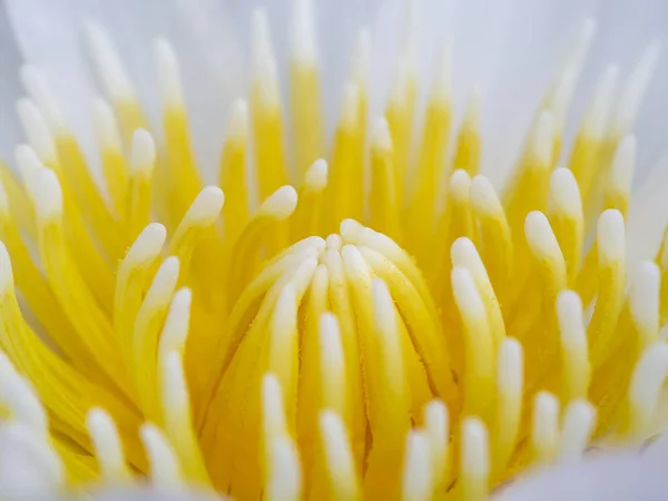 Close up of white waterlily flower — Stock Photo, Image