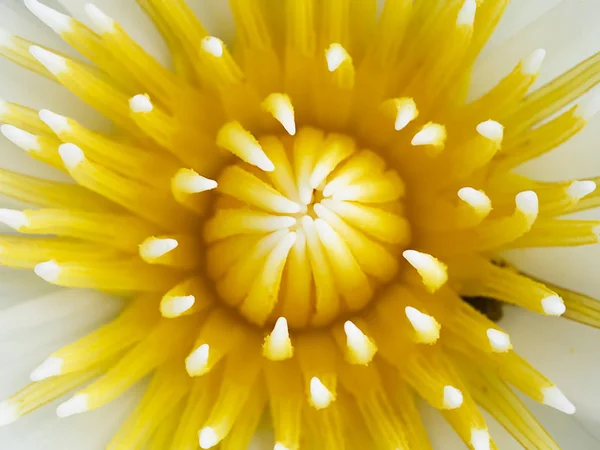 Zbliżenie białego kwiatu lilii wodnej — Zdjęcie stockowe