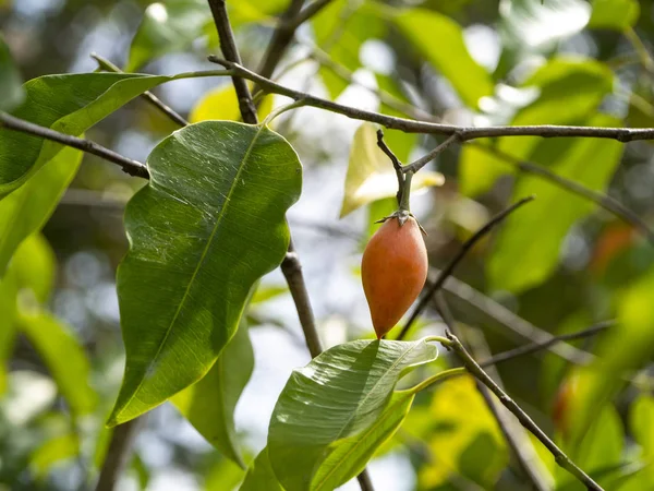 De cerca arrancar fruta de cereza española, árbol de Tanjong o madera de bala . — Foto de Stock