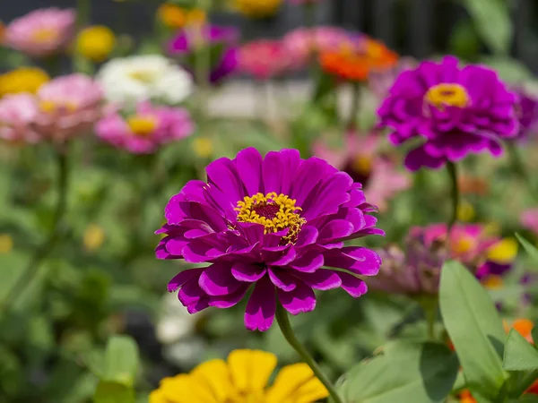 Macro di fiore di Zinnia — Foto Stock