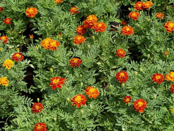 Die Blume der französischen Ringelblumen — Stockfoto