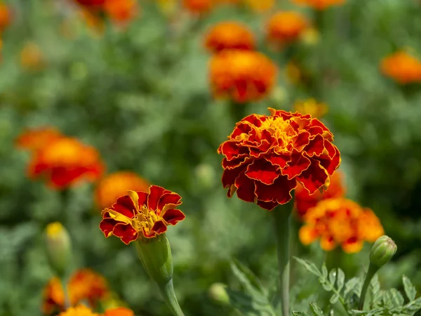 Die Blume der französischen Ringelblumen — Stockfoto