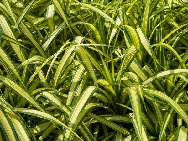 Primer plano de la hoja de Pandanus de rayas blancas . —  Fotos de Stock