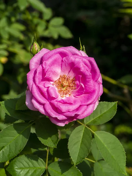 Närbild av rosa ros blomma — Stockfoto