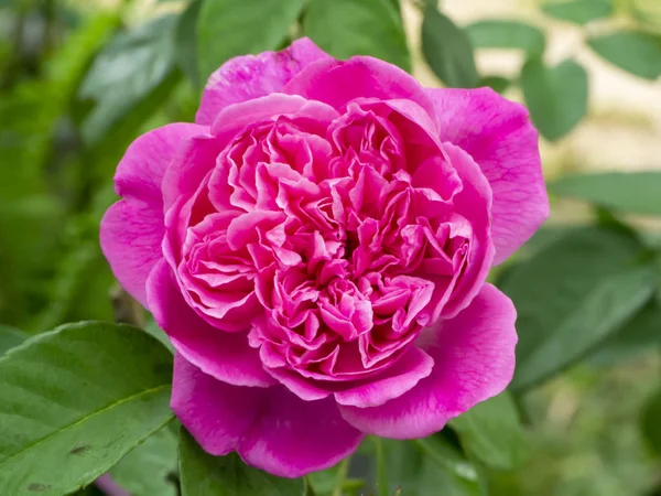 Крупным планом розовый цветок розы — стоковое фото