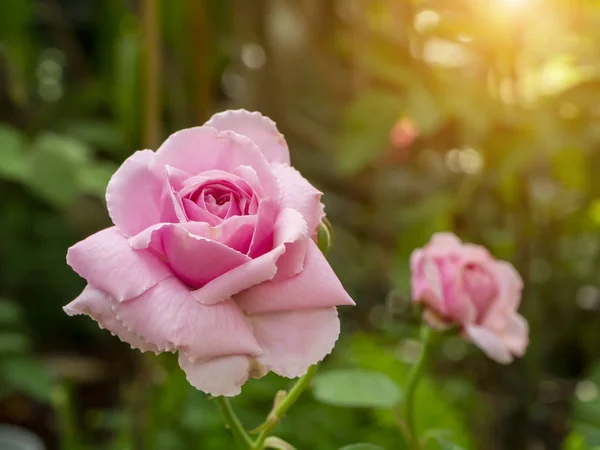 Primer plano de rosa rosa flor — Foto de Stock
