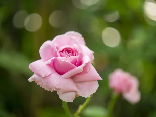 Close up de rosa rosa flor — Fotografia de Stock