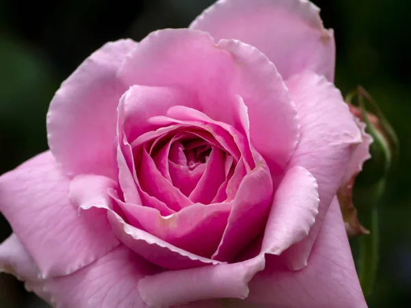 Κοντινό πλάνο του ροζ τριαντάφυλλου — Φωτογραφία Αρχείου