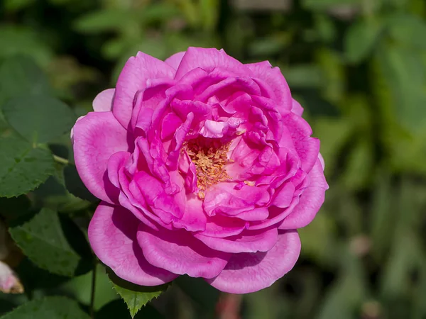 Zblízka růžové růže květiny — Stock fotografie