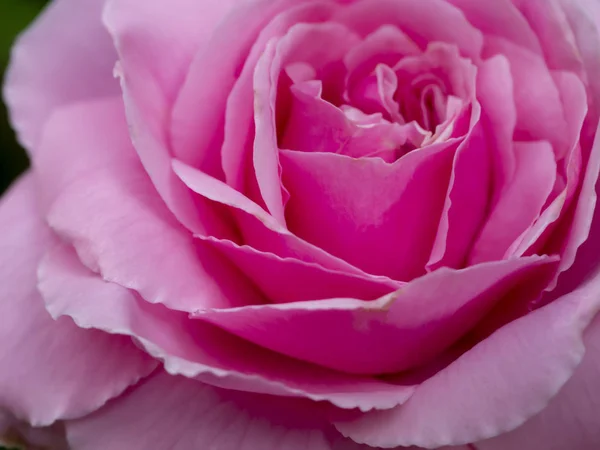Primo piano di rosa rosa fiore — Foto Stock