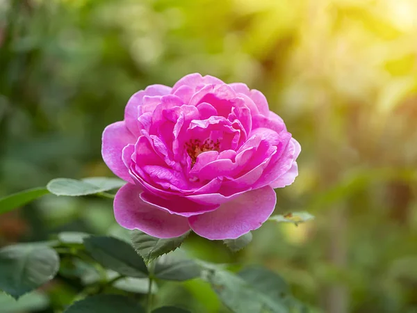 Nahaufnahme von rosa Rose Blume — Stockfoto