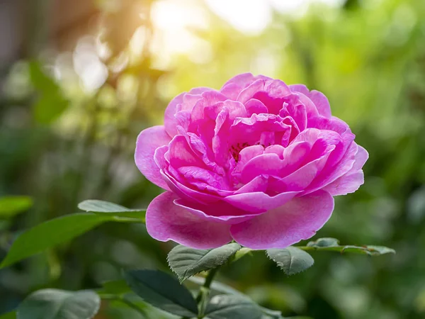 Primo piano di rosa rosa fiore — Foto Stock