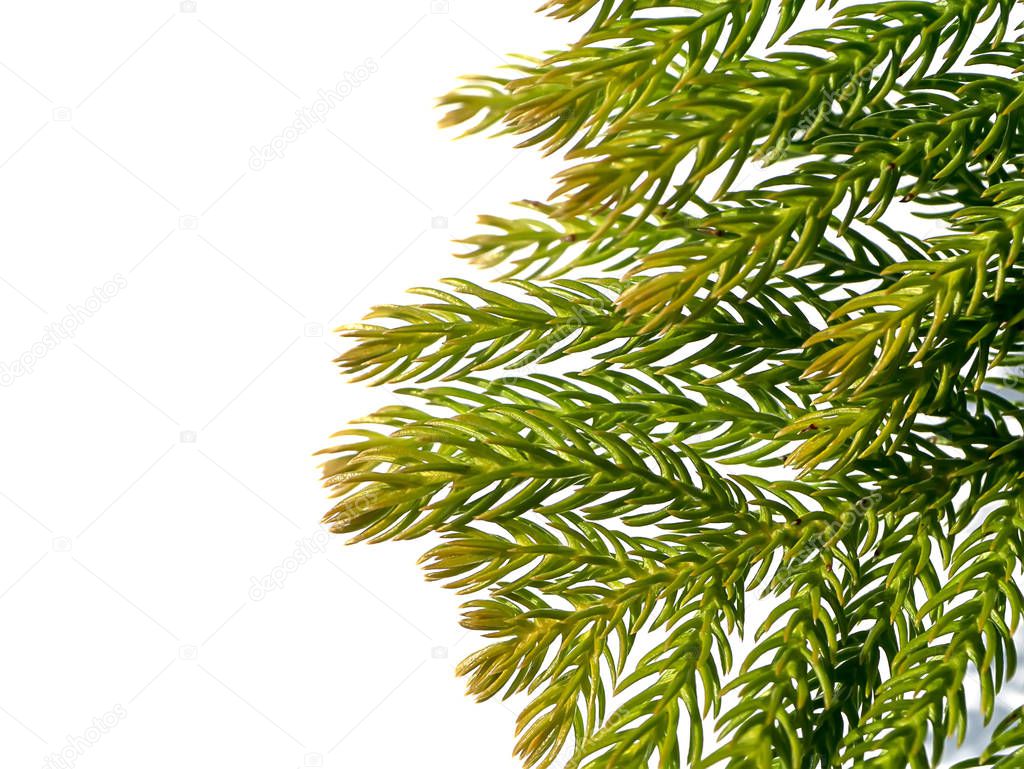 Close up of Norfolk Island Pine leaves background. 