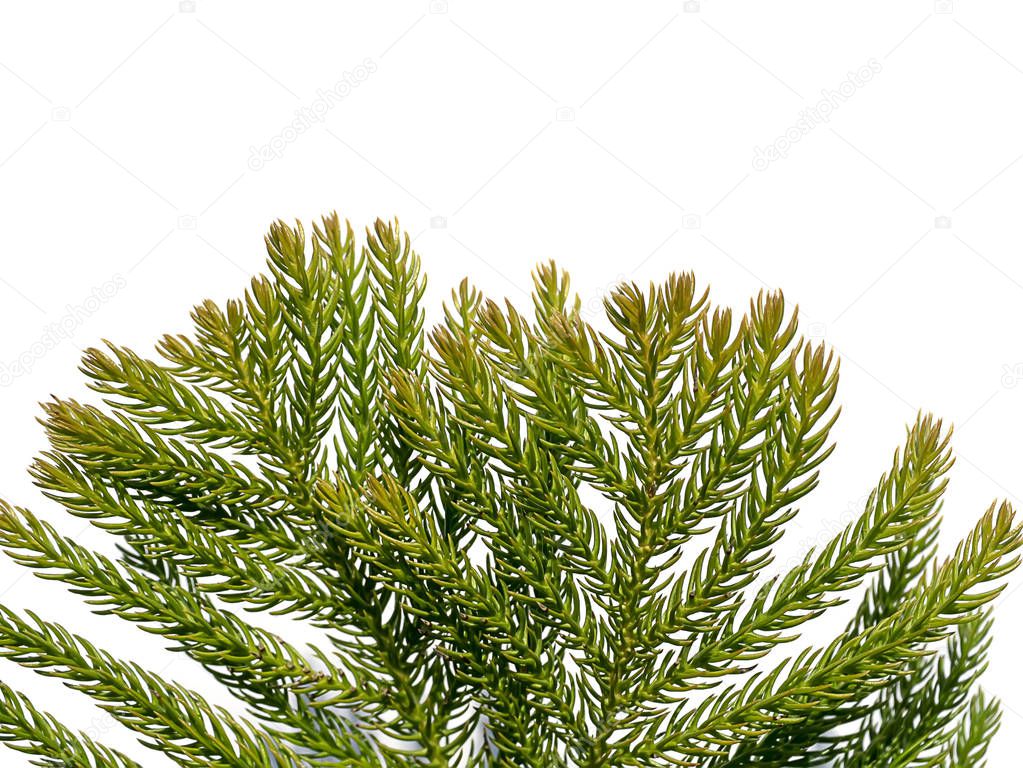 Close up of Norfolk Island Pine leaves background. 