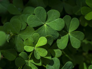 Sürünen kadının doru bitkisini kapatın (Oxalis corniculata).