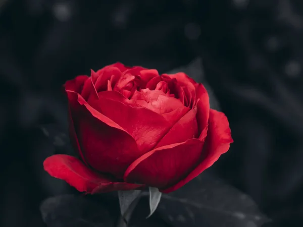 Primer plano rojo eden rosa flor —  Fotos de Stock