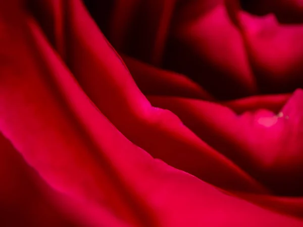 Close up vermelho Éden rosa flor — Fotografia de Stock