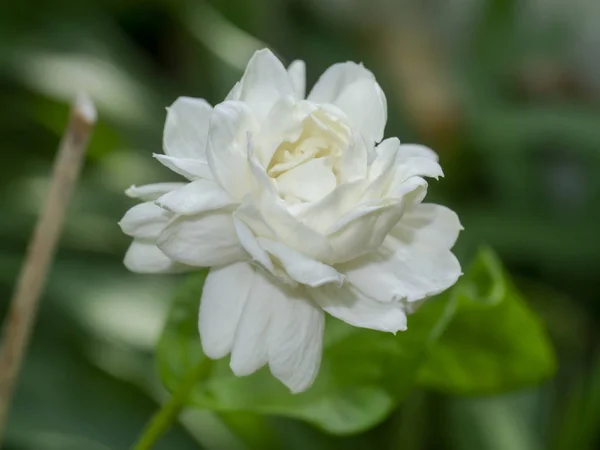 Крупним планом біла квітка жасмину на розмитому фоні . — стокове фото