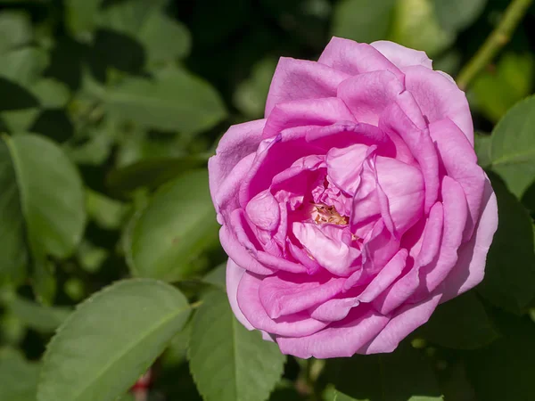 达玛克玫瑰花的粉红色 — 图库照片