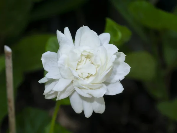 白ジャスミンの花の近くにぼかしの背景. — ストック写真