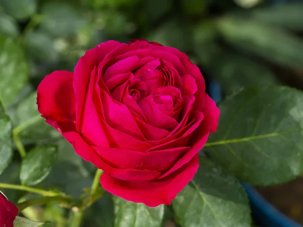 Blisko czerwony Eden kwiat róży — Zdjęcie stockowe