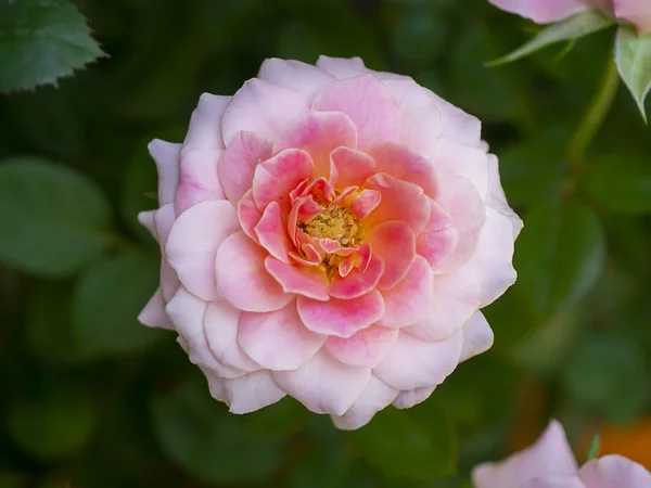 Gros plan petite fleur rose rose sur fond flou . — Photo