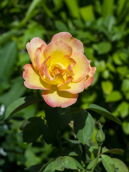 Gros plan de fleur de rose rouge et jaune — Photo