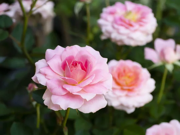 Κοντινό πλάνο μικρό ροζ τριαντάφυλλο λουλούδι σε φόντο θαμπάδα. — Φωτογραφία Αρχείου