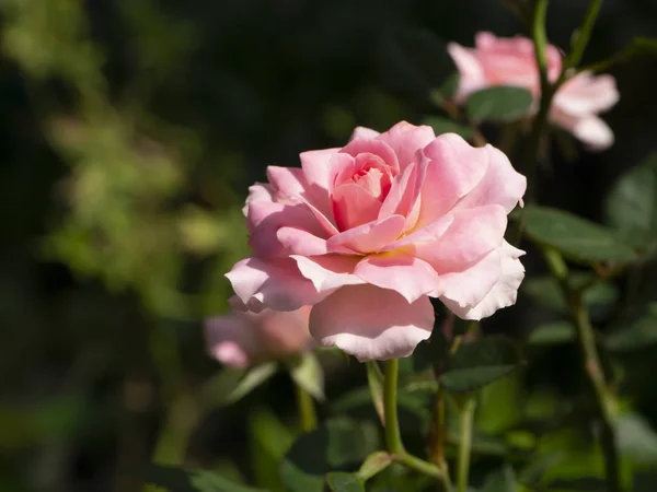 Zavřít malý růžový květ růže na rozmazané pozadí. — Stock fotografie